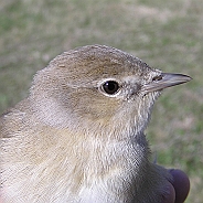 Trädgårdssångare, Sundre 20050514